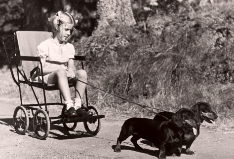 Valerie Lang with dogs
