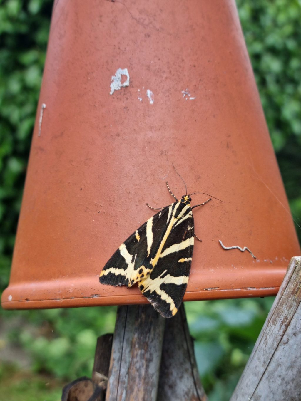Join The Big Butterfly Count: help protect&nbsp;Nature